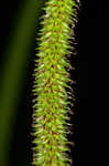 Hanging sedge